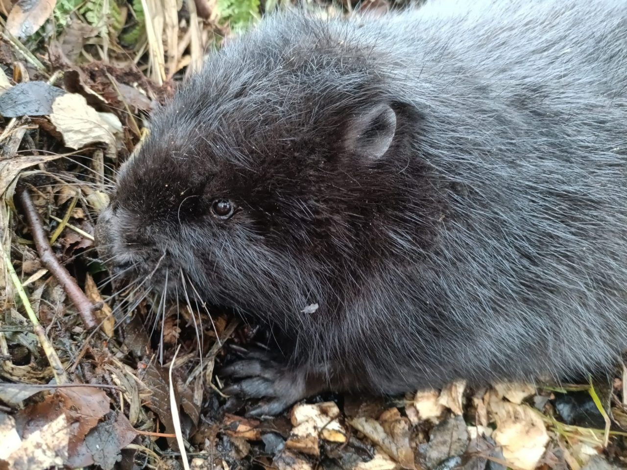 Wałcz: Bóbr uwięziony pod powalonym drzewem. Na pomoc ruszyli strażacy
