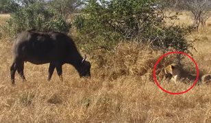 Niezwykłe sceny w Afryce. Lwica ruszyła w pogoń za stadem bawołów