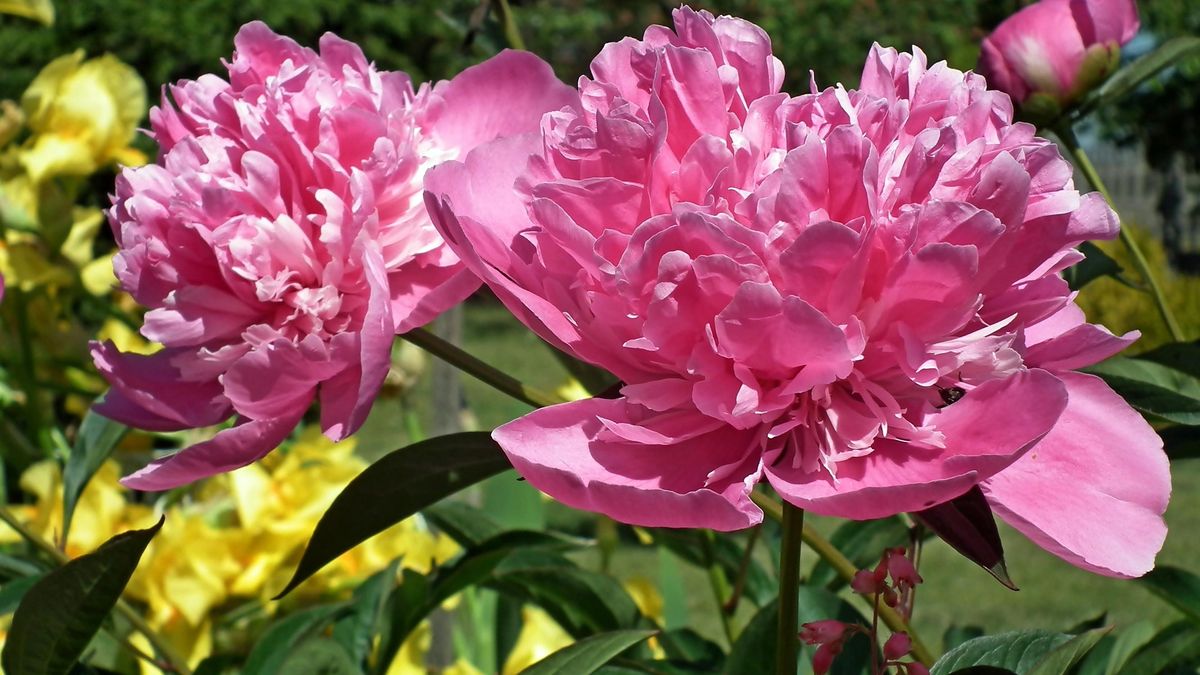 Jak zadbać o peonie w ogrodzie?