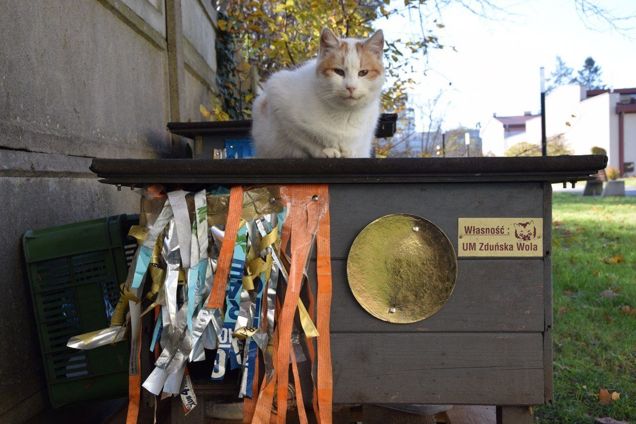 Kocie domki w Zduńskiej Woli. Czy są potrzebne?