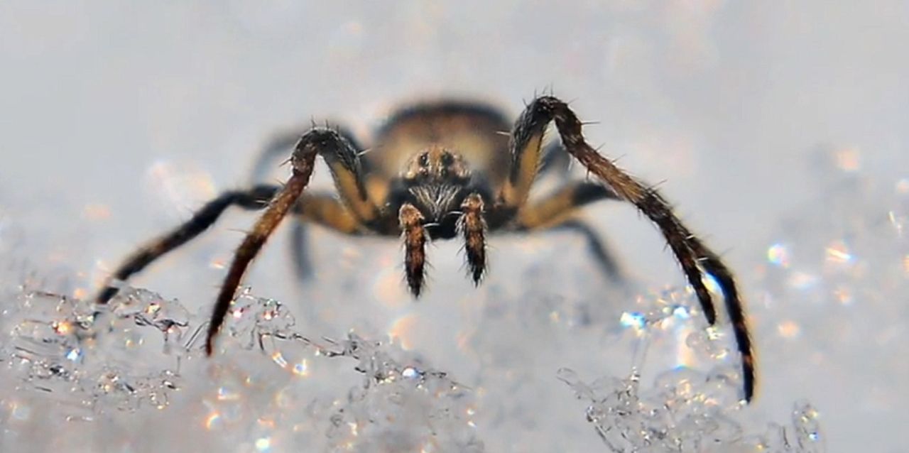 Globalne ocieplenie wpływa na wzrost liczebności arktycznych pająków. Naukowcy ostrzegają