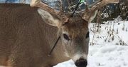 Świąteczny cud? Wstrząsająca historia jelenia Marchewki