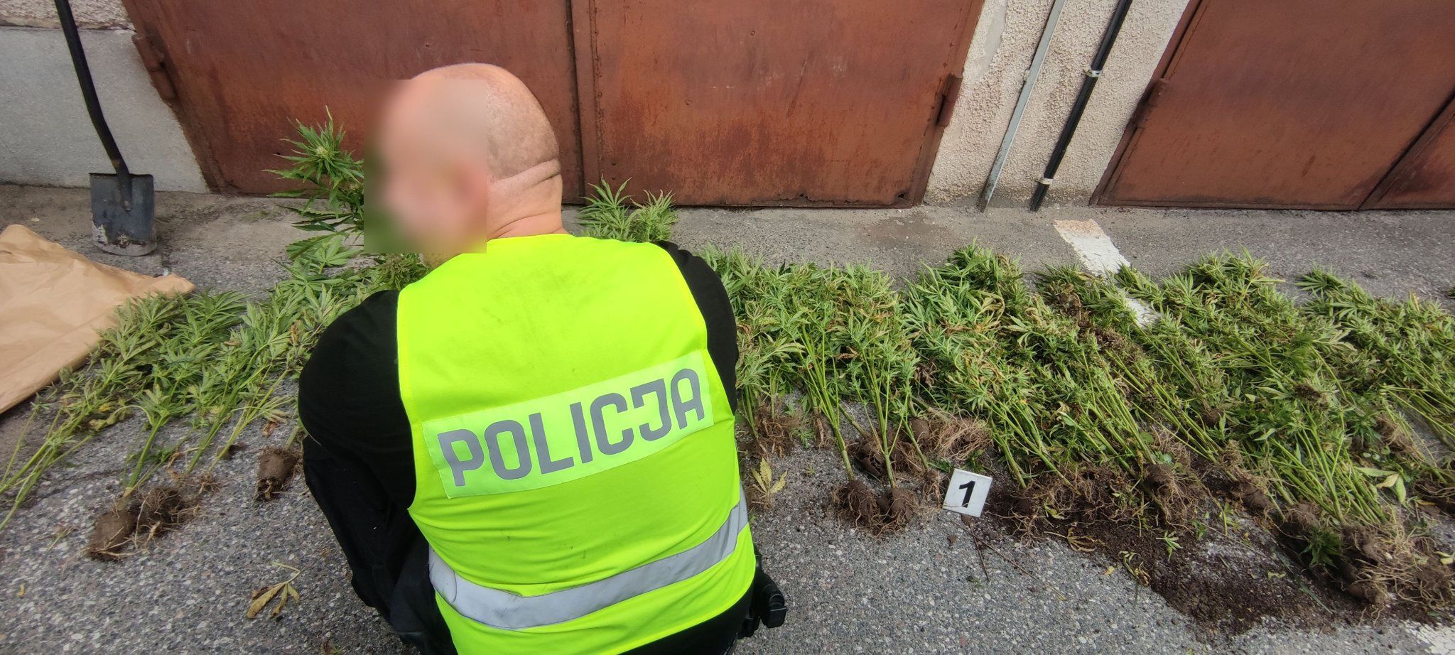 Nielegalną plantację konopi dostrzeżono ze śmigłowca