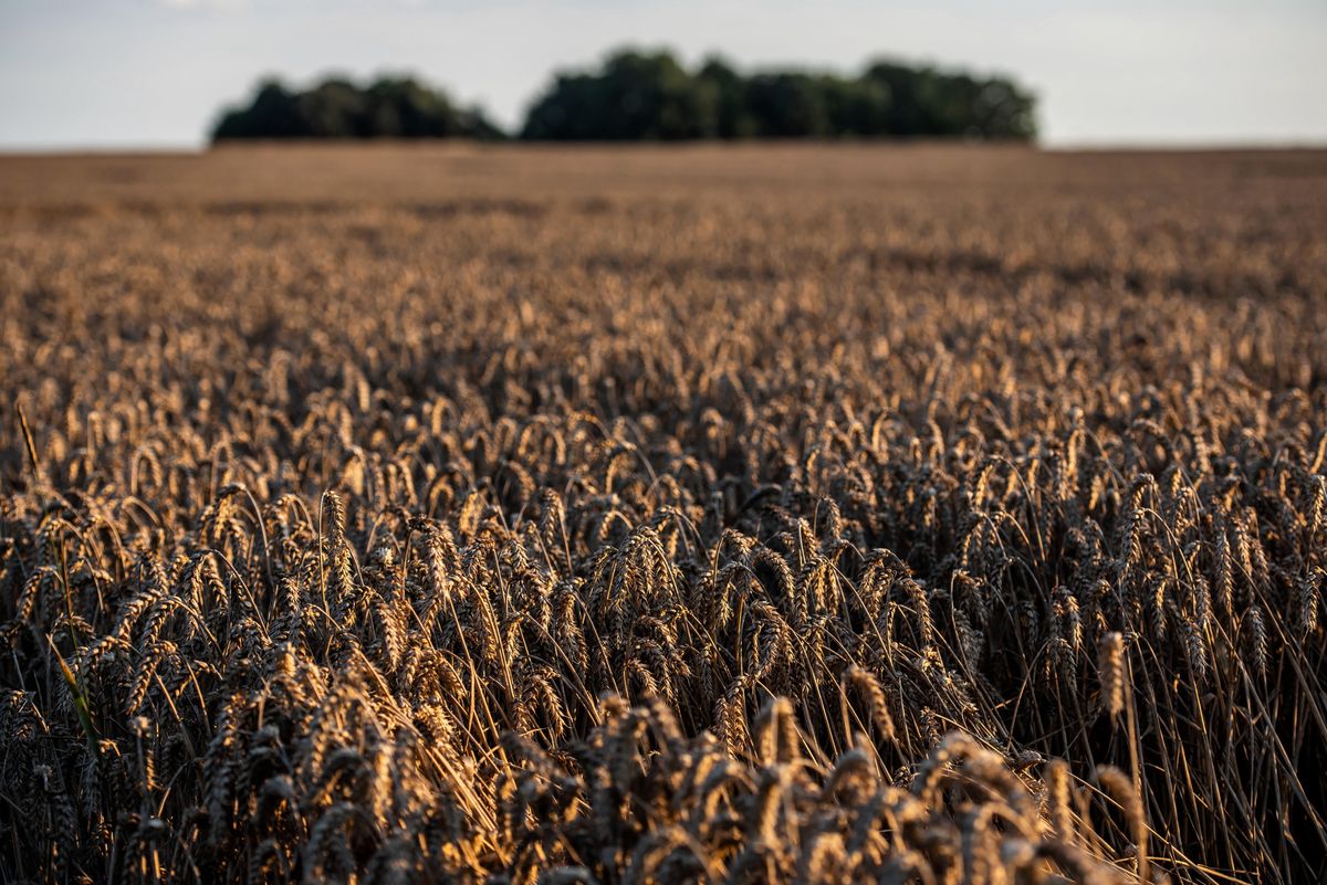 We Francji z powodu upałów zagrożone są zbiory pszenicy 