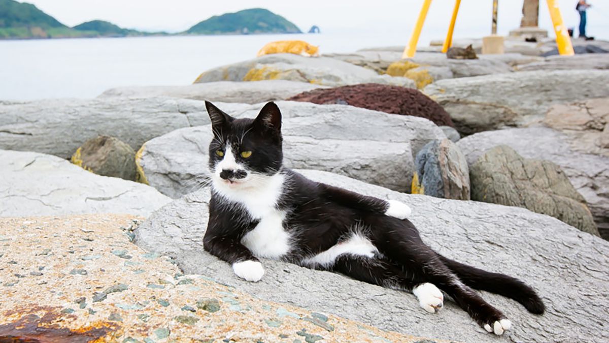 Najzabawniejsze zdjęcia zwierzaków domowych w konkursie Comedy Pet Photo Awards 2021 1