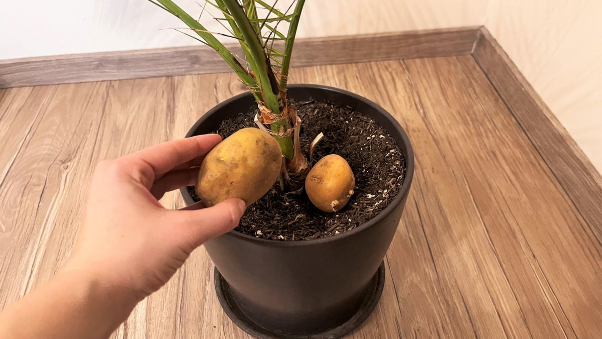 Rośliny doniczkowe odżyją dzięki ziemniakom.