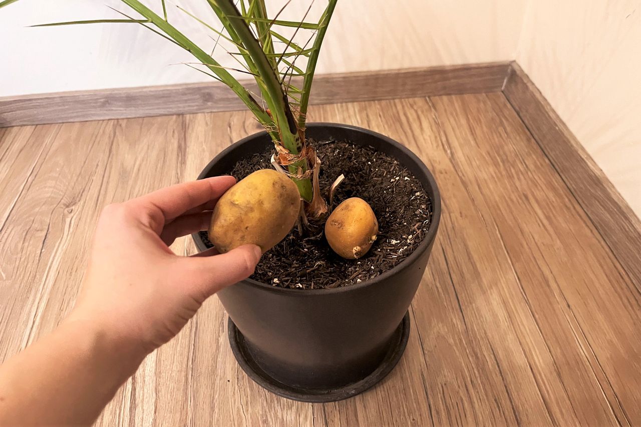 Winter woes: How potato peels can revive your wilting houseplants