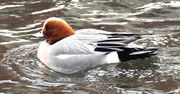 Sławno: Niezwykły gość. Jest przepiękny i bardzo rzadki