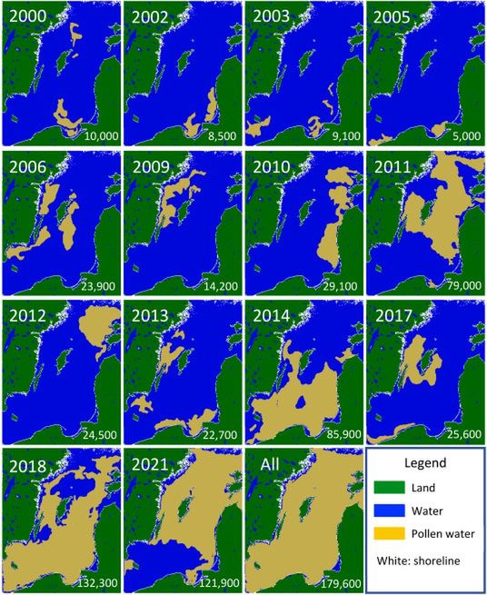 Zanieczyszczenie pyłkami sosny na Bałtyku od 2000 r.