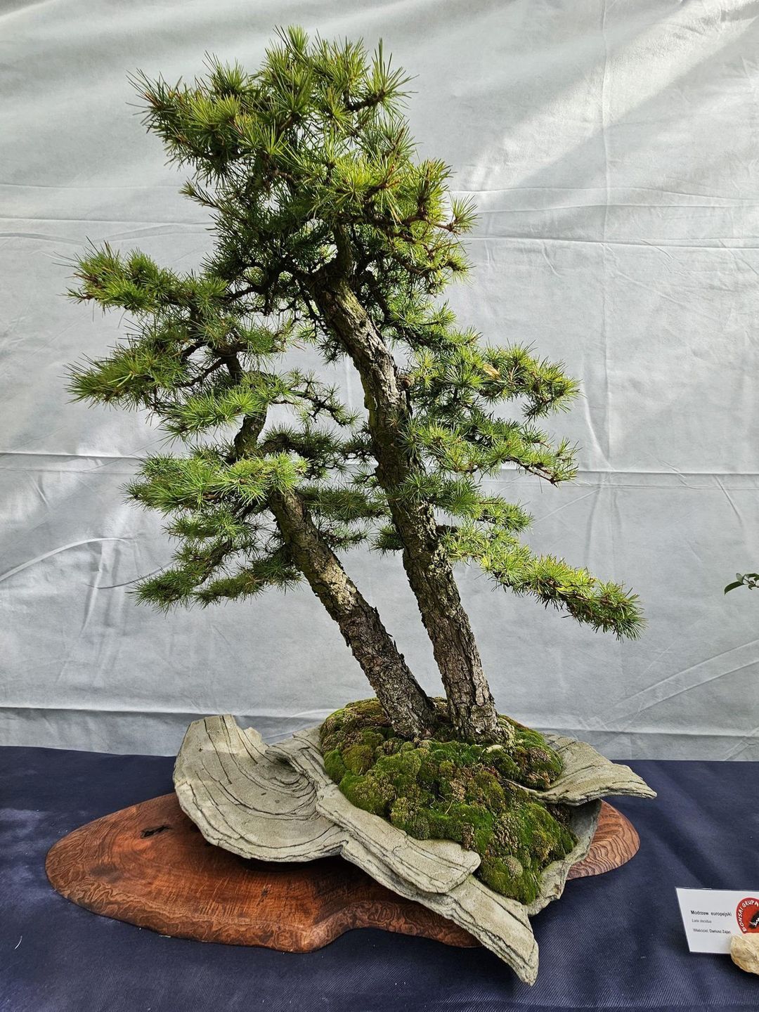 Na wystawie można było obejrzeć najpiękniejsze okazy bonsai