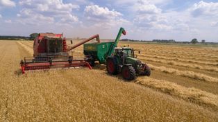Budzyń: Żniwa w powiecie chodzieskim. Niedzielne popołudnie na polach