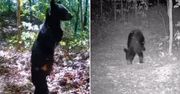Prawdziwy hit internetu! Przyłapali zmutowanego niedźwiedzia