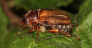 Podobne do chrabąszczy majowych. Jak się ich pozbyć?