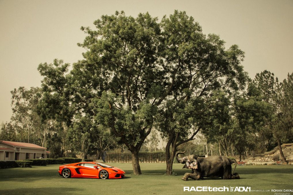 Lamborghini Aventador, felgi ADV.1 i słoń - niecodzienna sesja zdjęciowa [galeria] 20