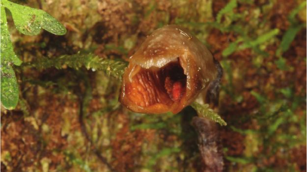 Zdjęcie dnia: najbrzydsza orchidea na świecie. Niezwykłe odkrycie badaczy 1