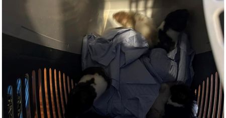 Wyrzucił na śmietnik chomiki. "Bo kazała mu matka"