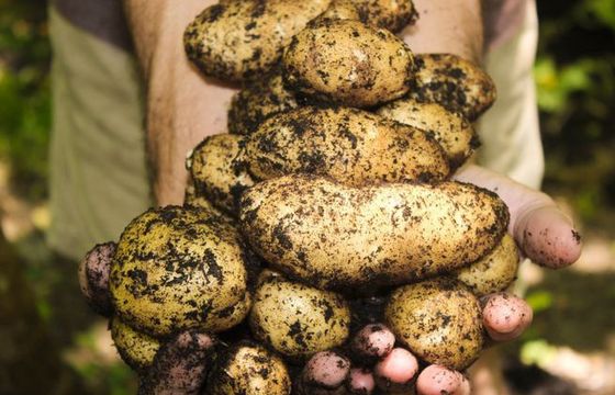 Ziemniaki - jakie mają właściwości odżywcze