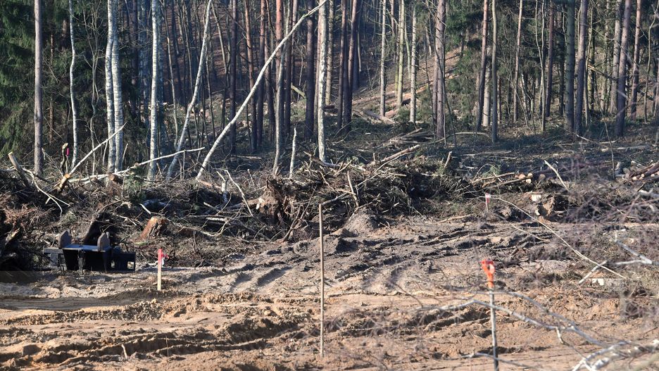 Wypadek przy wyrębie lasu? Nie żyje 39-latek. Zdjęcie ilustracyjne