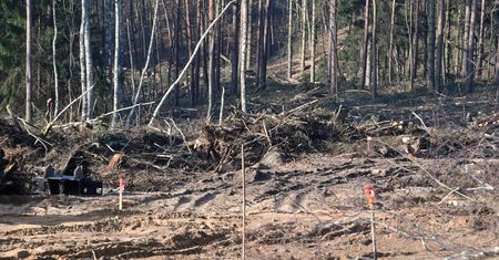 Tragedia podczas wyrębu lasu? Nie żyje 39-latek