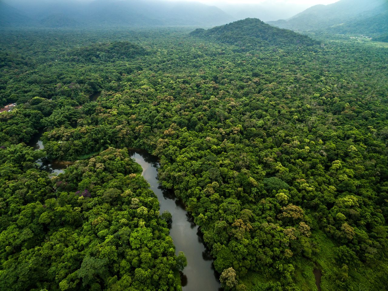 The rainforests of the Amazon, called "the green lungs of the Earth"