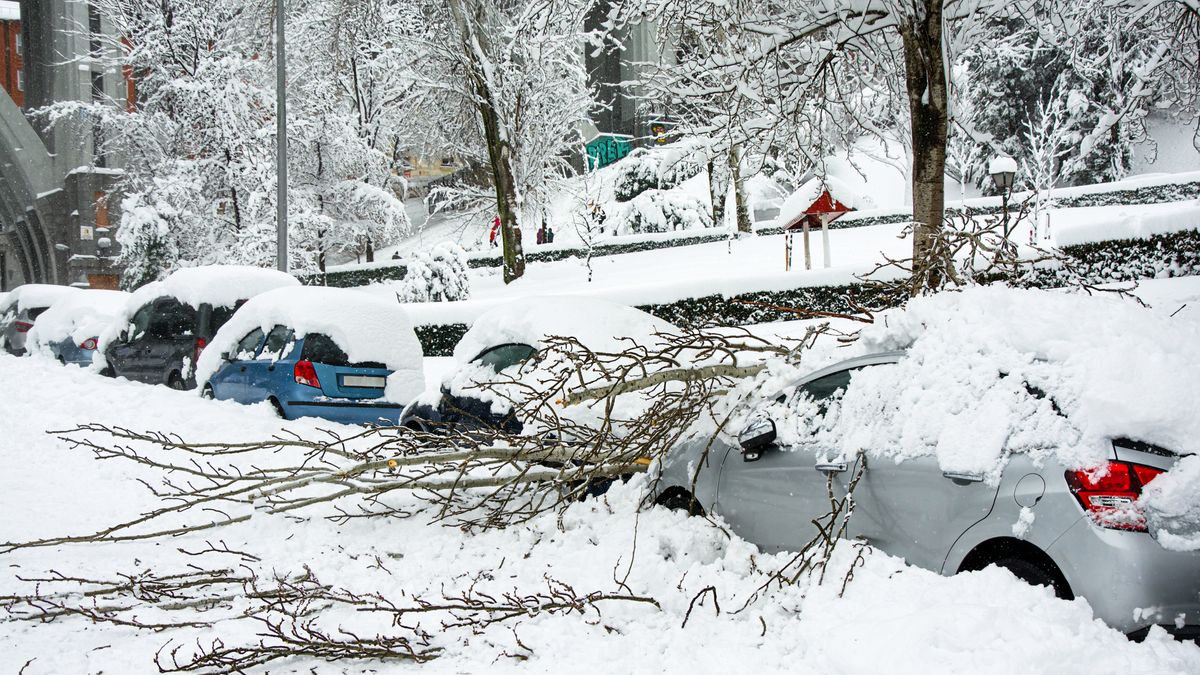 Podczas wichury lepiej nie parkować w pobliżu drzew - uszkodzenia mogą sprawić, że samochód będzie nie do naprawy