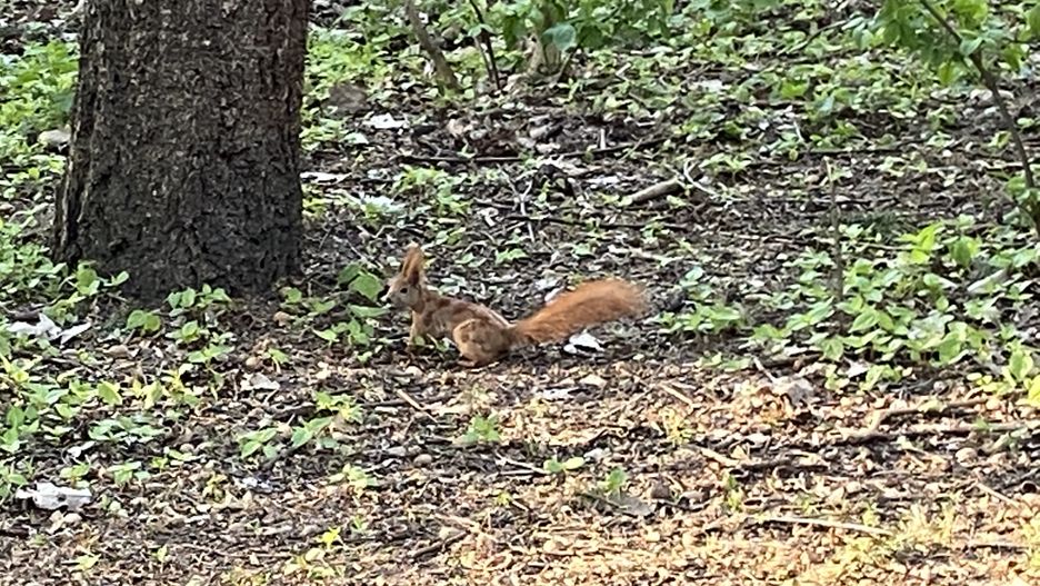 Warszawa. Wycieczka do Lasu Bielańskiego, połączona ze wspólnym sprzątaniem zwiedzanego obszaru, planowana jest na sobotę. To projekt zrealizowany w ramach budżetu obywatelskiego (WP)