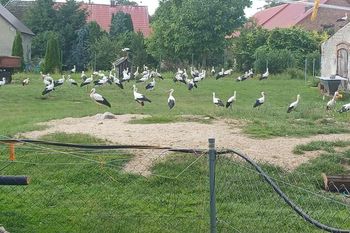 Były ich dziesiątki. Sfotografowała na polu. "Pierwszy raz tyle"