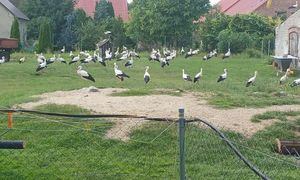 Były ich dziesiątki. Sfotografowała na polu. "Pierwszy raz tyle"