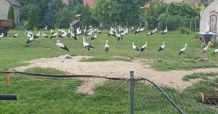 Były ich dziesiątki. Sfotografowała na polu. "Pierwszy raz tyle"