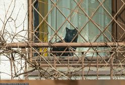 Kaczyński "dzwonił" kluczami na koty. Niecodzienne sceny przed komisją