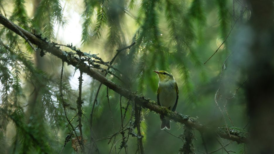 Świstunkę jest często trudno dostrzec 