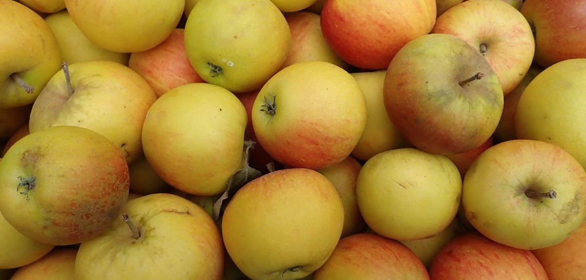 Koksa Pomarańczowa. Wykwintne jabłko dla koneserów