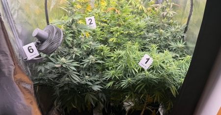 Nerwowe zachowanie zdradziło wszystko. Policjanci odkryli narkotykową plantację na Mokotowie