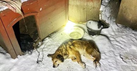 Wstrząs na Dolnym Śląsku. Słowa właściciela psa po prostu szokują