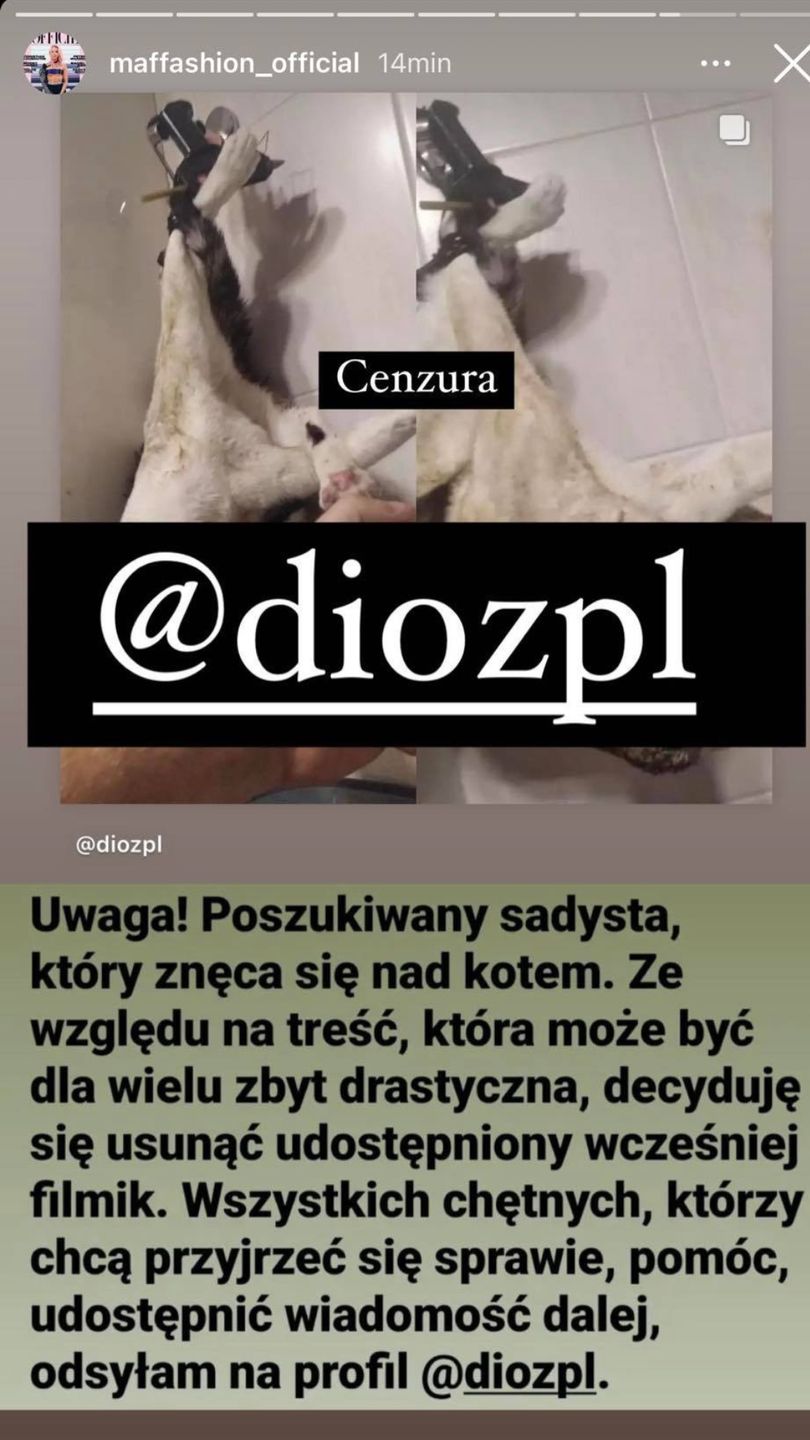 Poszukujemy SADYSTY, który w bestialski sposób znęca się nad swoim kotem!
