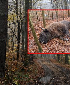 Zastrzelony żubr. Kolejny taki przypadek