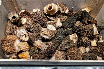 Najbardziej pożądany grzyb w kuchni. Za kilogram suszonych zapłacisz nawet 2 tysiące