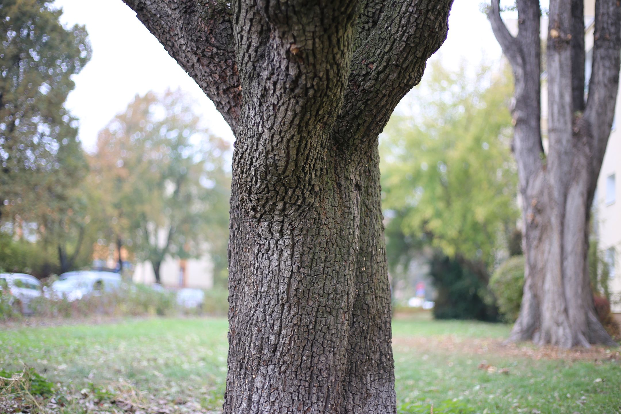 Canon EF 50 mm f/1.8 STM - niedroga przepustka do poważnej fotografii [recenzja] 15