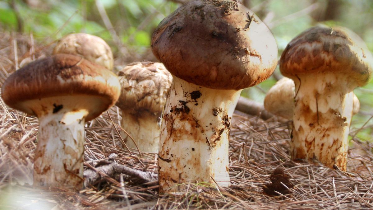 Gąski sosnowe to leśny skarb dla grzybiarzy