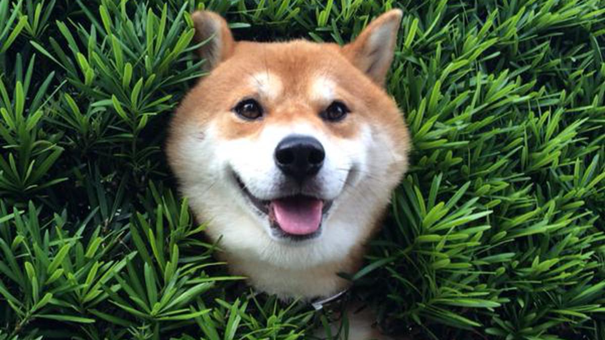 Fotografie zwierząt, które utknęły w nietypowych miejscach. Patrząc na nie uśmiejesz się do łez 1