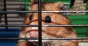 Chomikuj.pl usunie stare pliki z serwerów. Masz czas do 16 listopada
