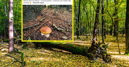Dwa królestwa na jednym zdjęciu. Grzyb z wyjątkową "obstawą"