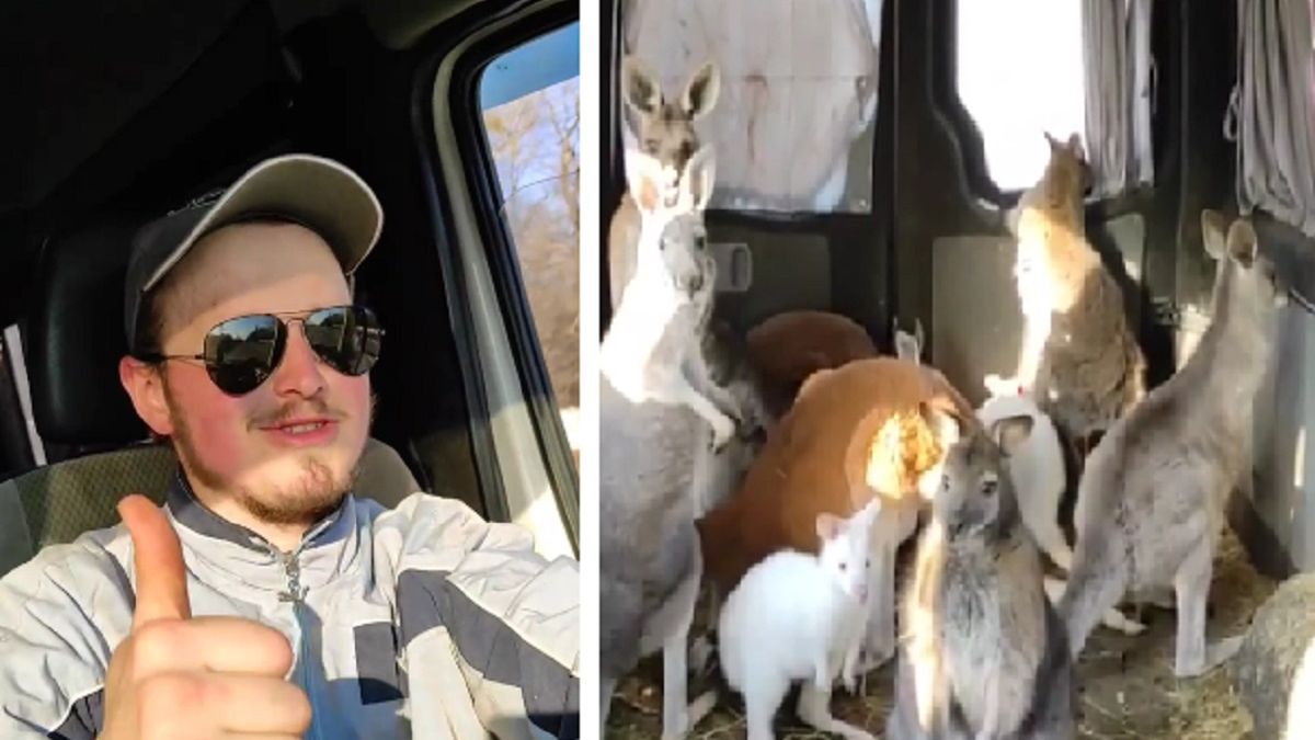 Ewakuacja tapirów i kangurów z ukraińskiego ZOO