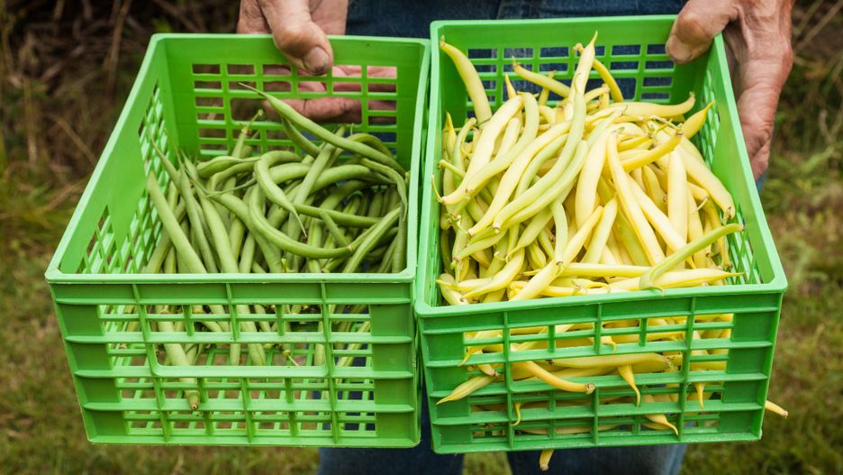 Która fasolka szparagowa jest najzdrowsza?