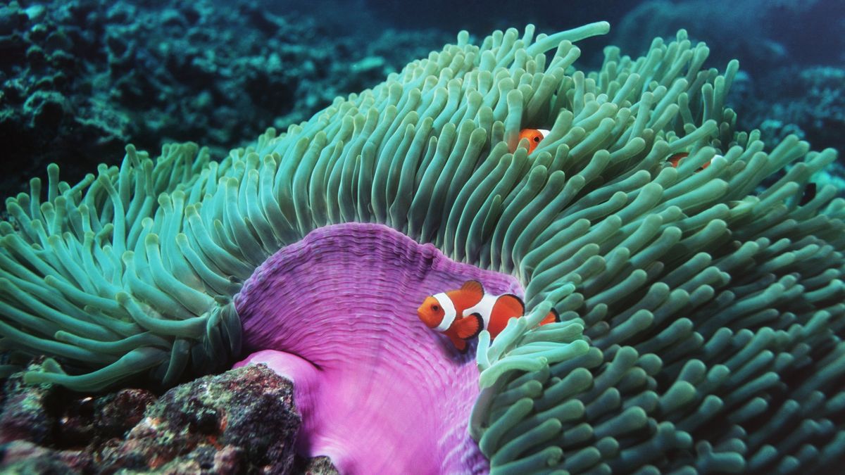 Krzyżówka o zwierzętach z morskich głębin