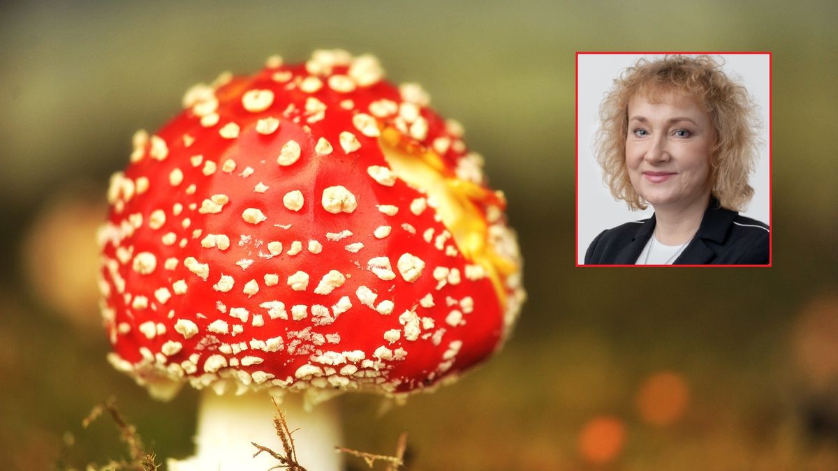 Mykolog mówi wprost: sprzedaż muchomorów to złamanie prawa