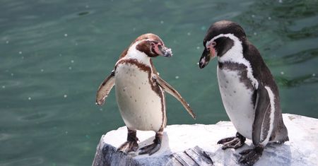 Linux 5.0 oficjalnie wydany. Wreszcie ze wsparciem dla FreeSync w AMDGPU