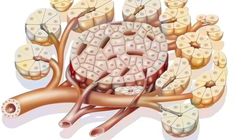 Komórki beta trzustki - właściwości, funkcje, działanie i zaburzenia