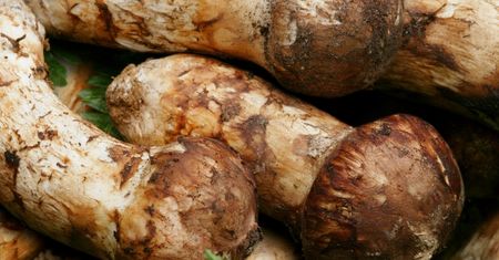 Tego grzyba nie było w Polsce ponad 100 lat. Znów się pojawił, a kosztuje 9 tys. zł za kilogram