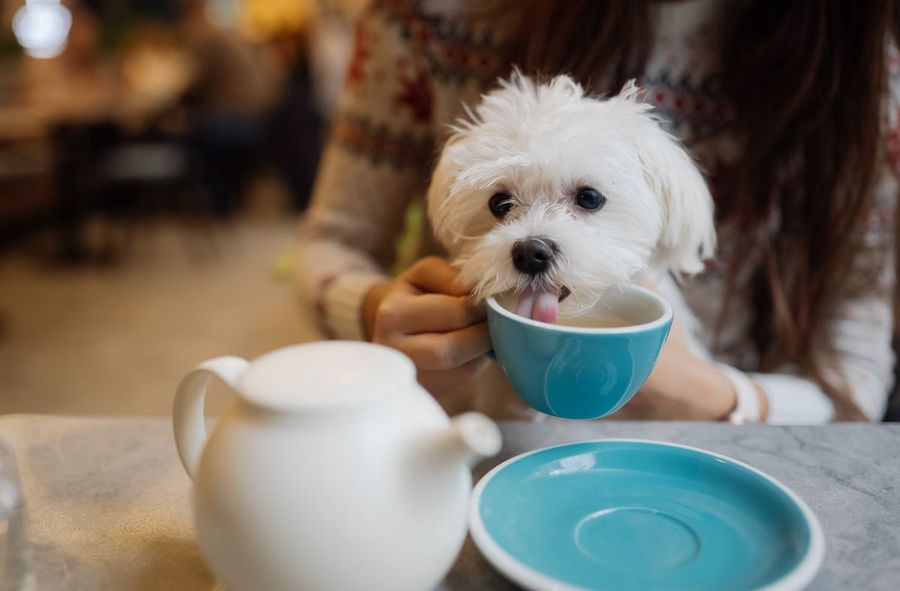 Students allowed to bring dogs to university? Unusual study